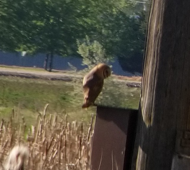 Barn Owl - ML100948561