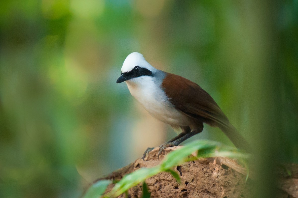 White-crested Laughingthrush - ML100949111