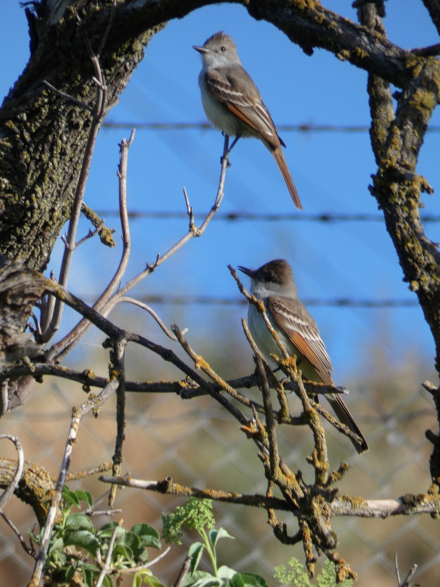 Ash-throated Flycatcher - ML100953031