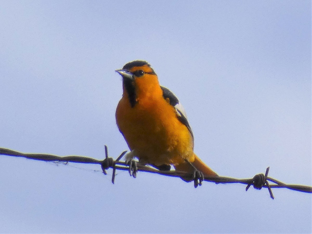 Oriole de Bullock - ML100953771