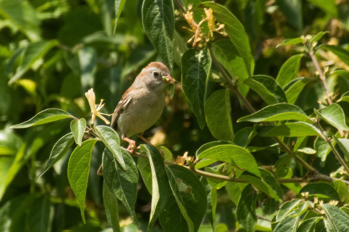 Field Sparrow - ML100953991