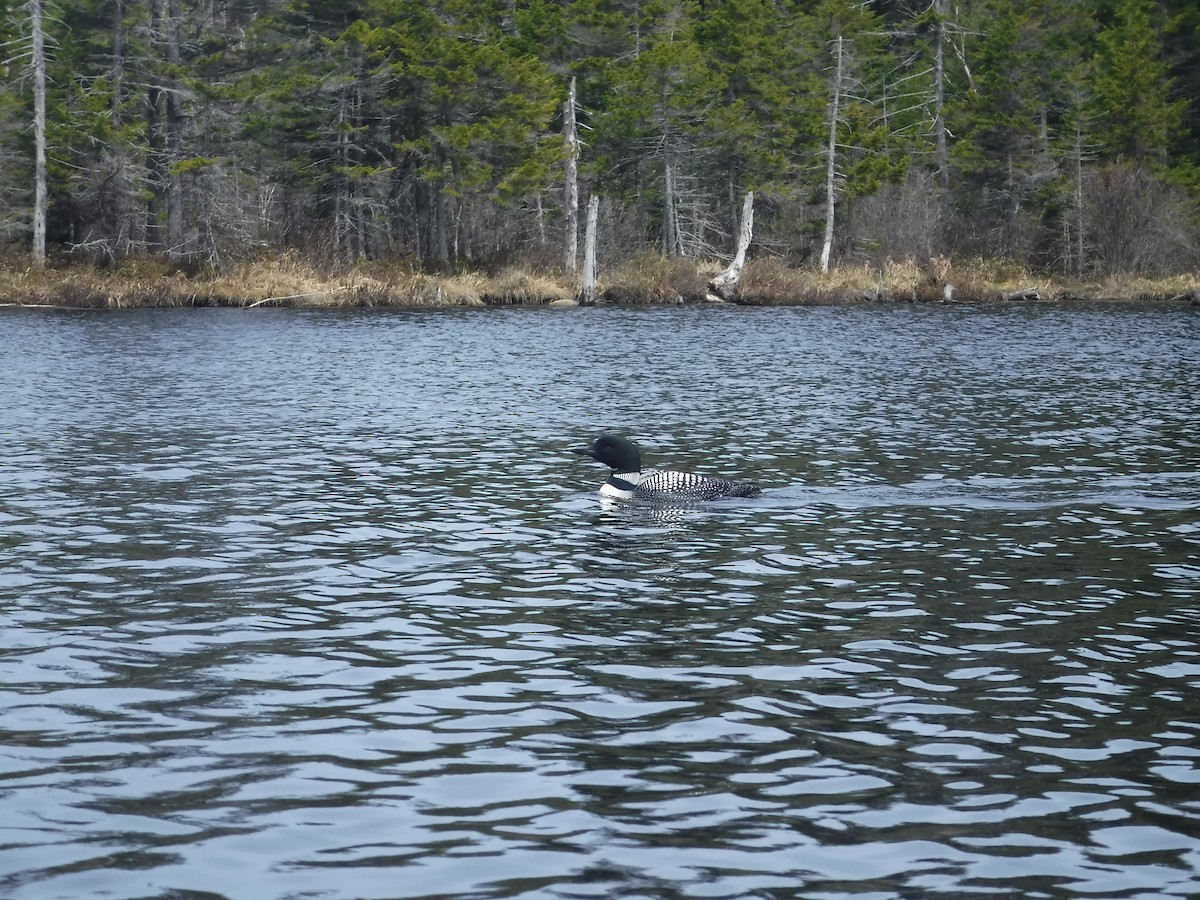 Plongeon huard - ML100955211