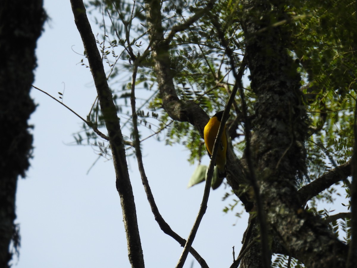 Purple-throated Euphonia - ML100955371