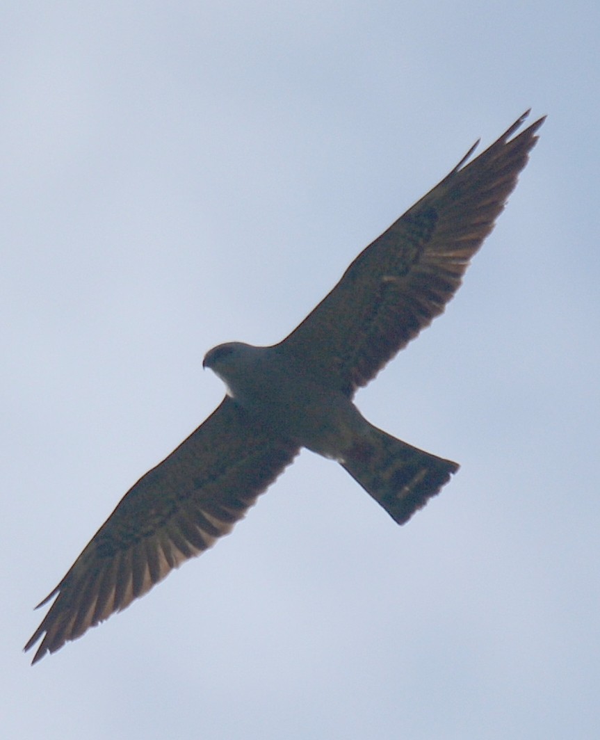 Mississippi Kite - ML100955841