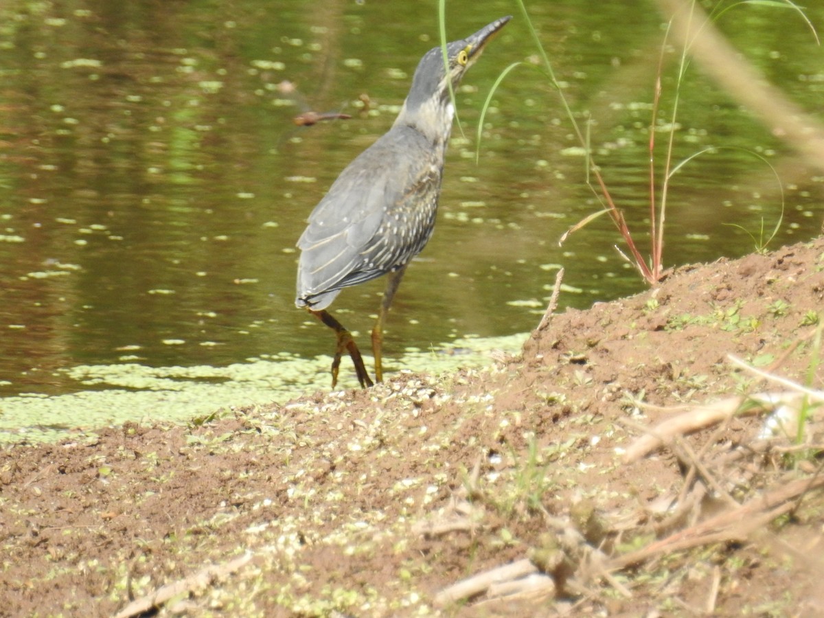 Striated Heron - ML100956091