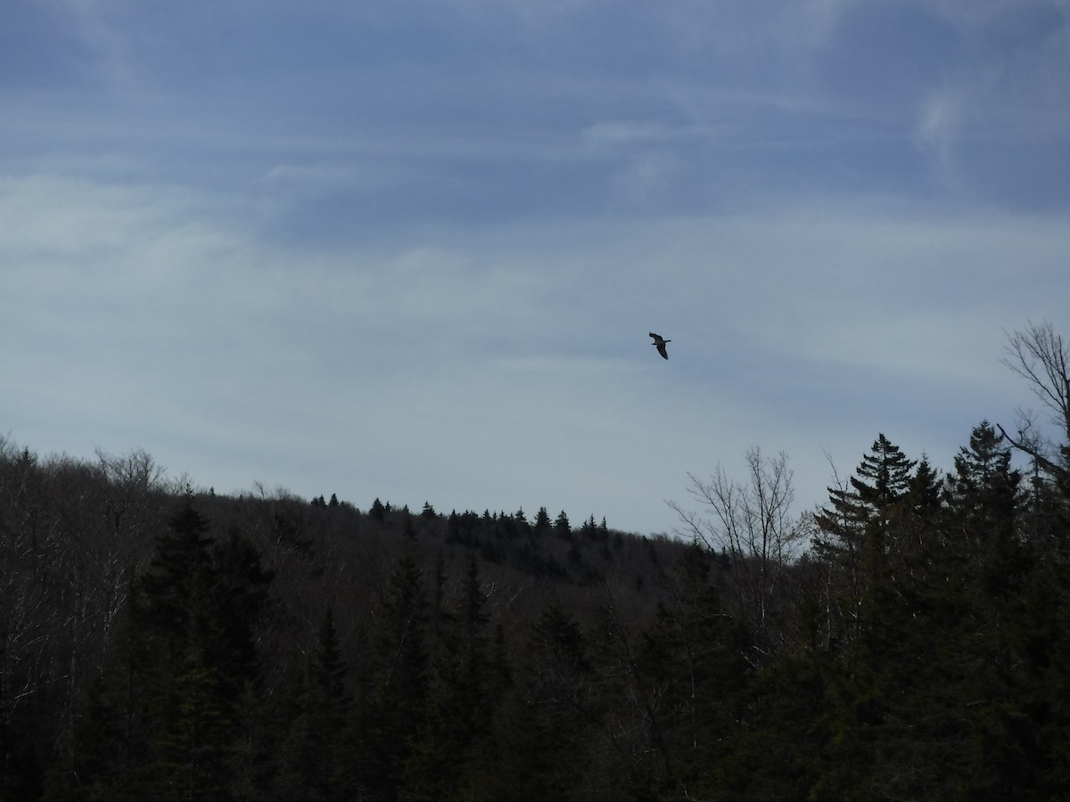 Osprey - ML100956131