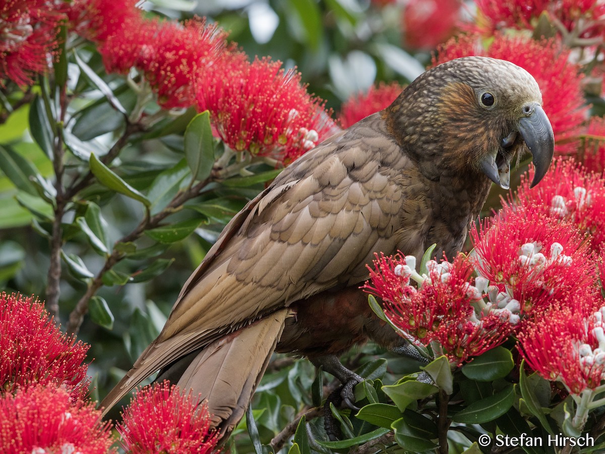 New Zealand Kaka - ML100957451