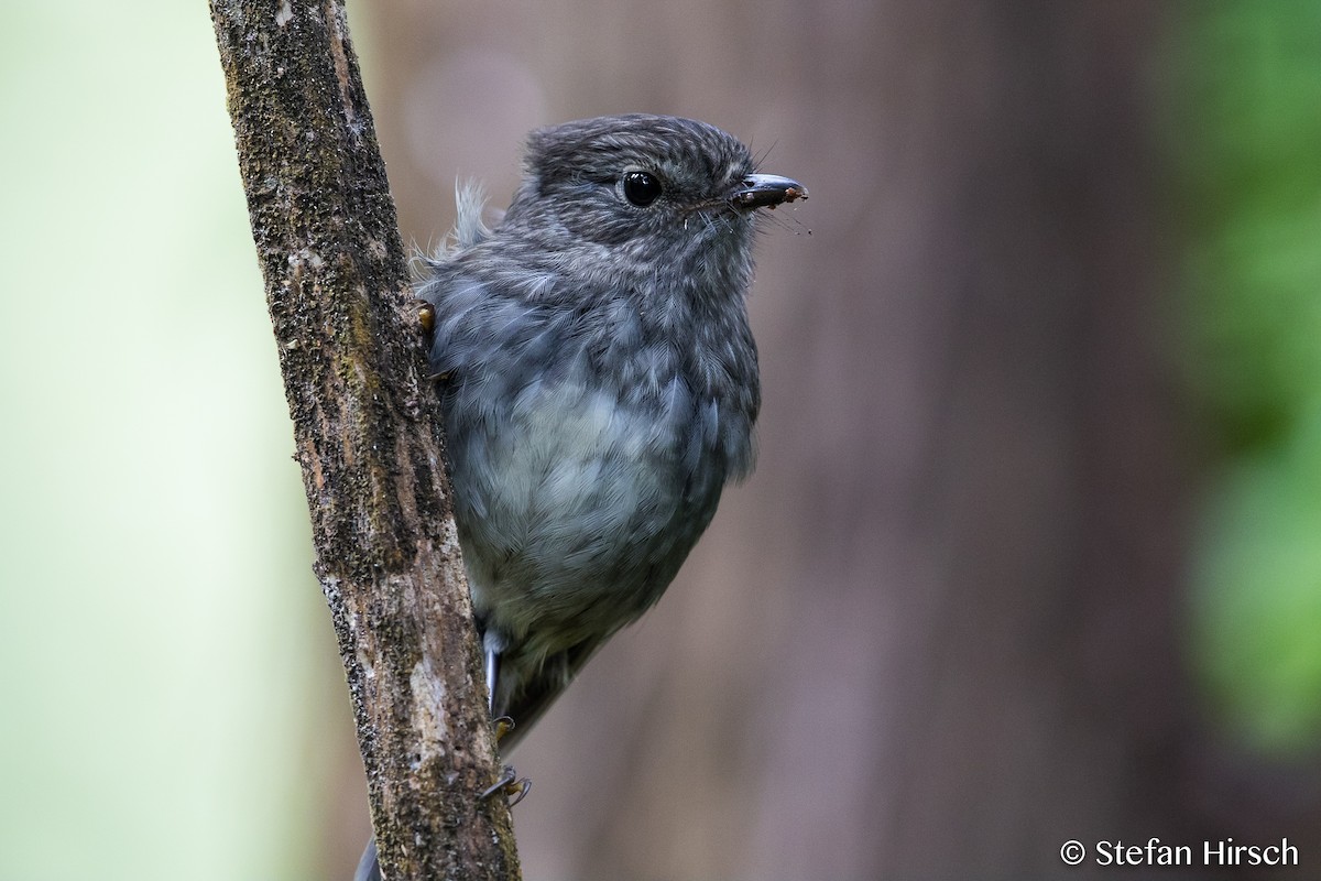 North Island Robin - Stefan Hirsch