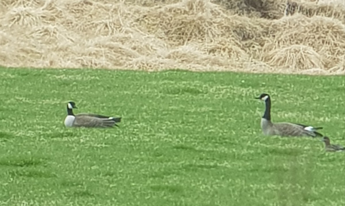 Canada Goose - ML100960511