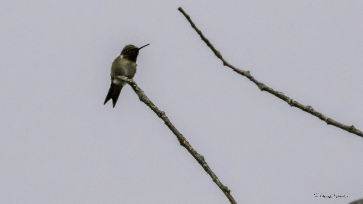 Ruby-throated Hummingbird - Yves Hebert