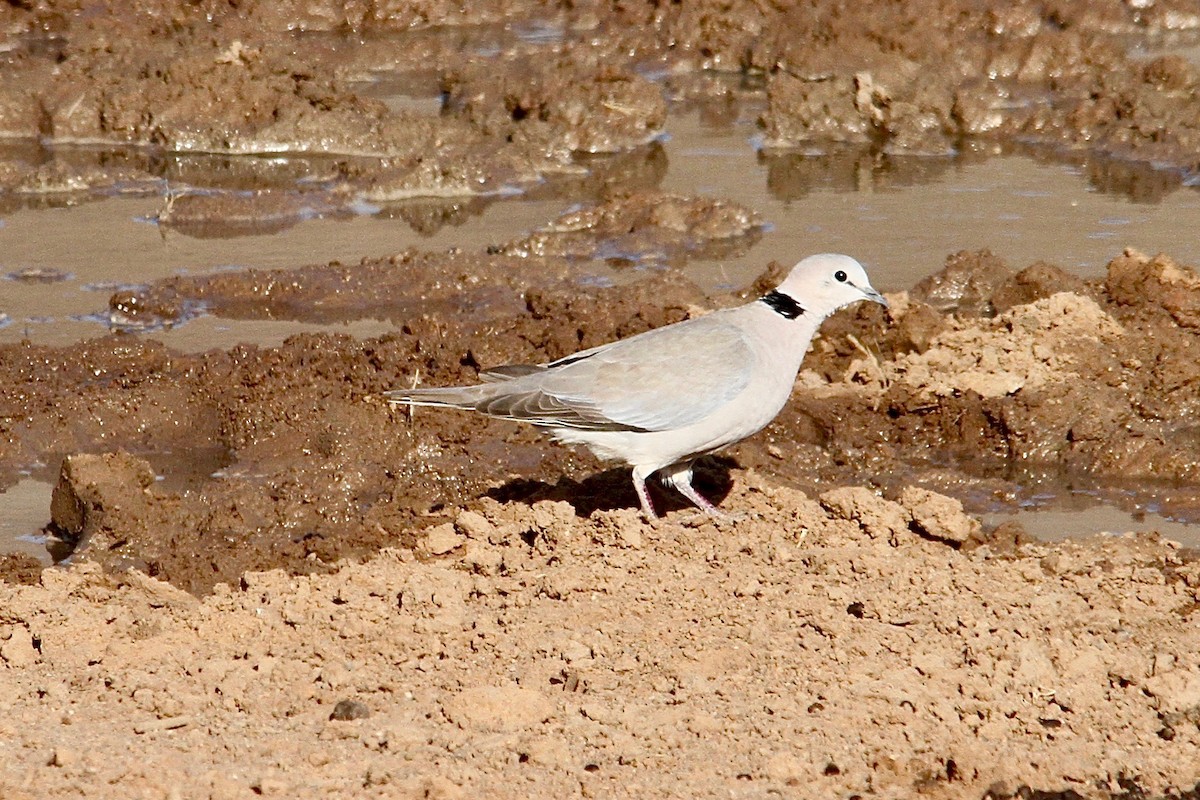 Ring-necked Dove - Dale Provost