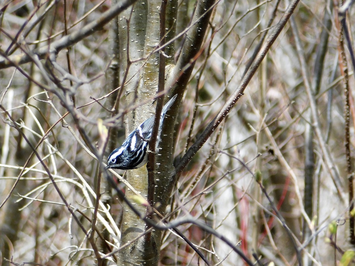 Black-and-white Warbler - ML100963511