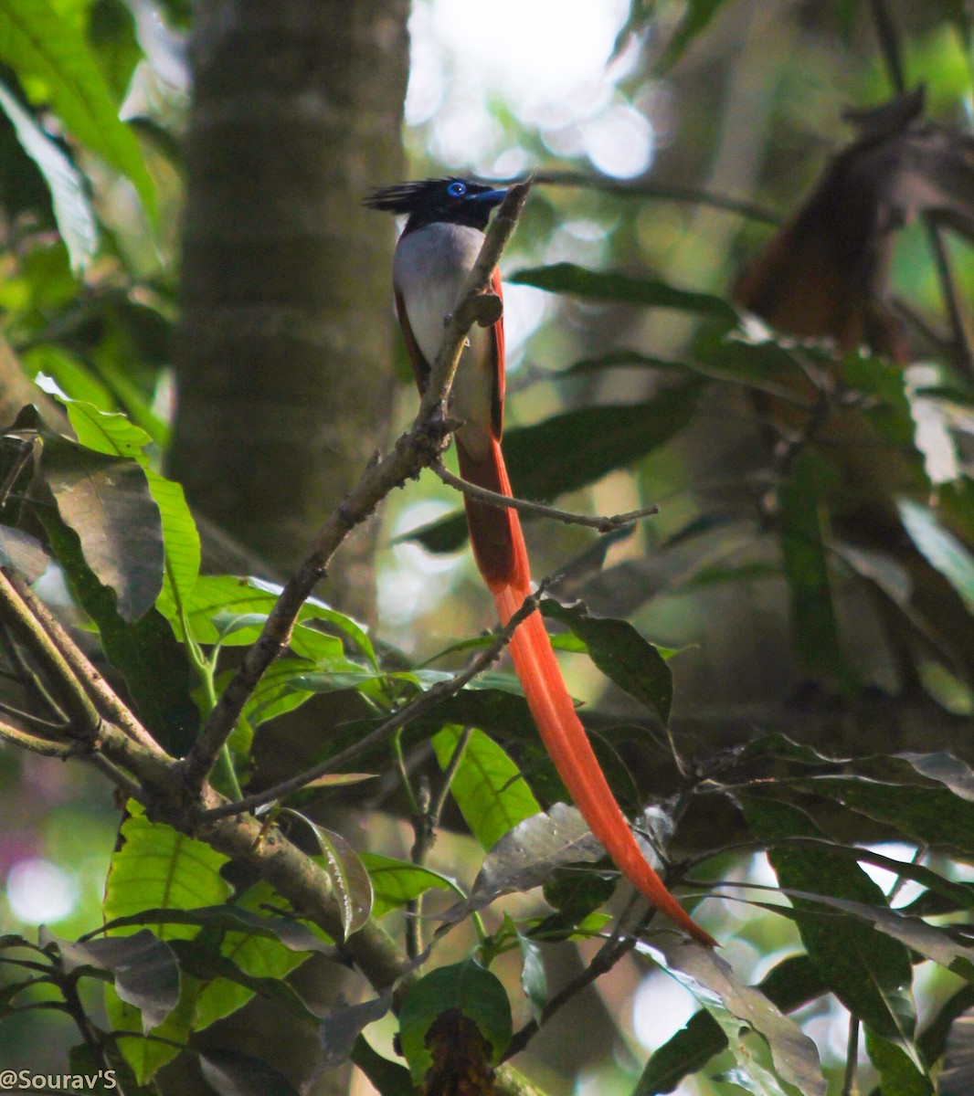Indian Paradise-Flycatcher - ML100964071