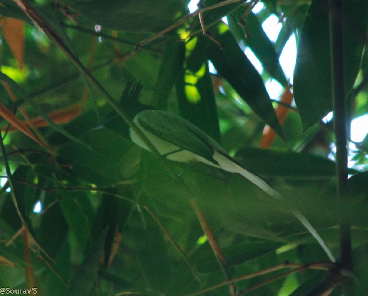 Indian Paradise-Flycatcher - ML100964091