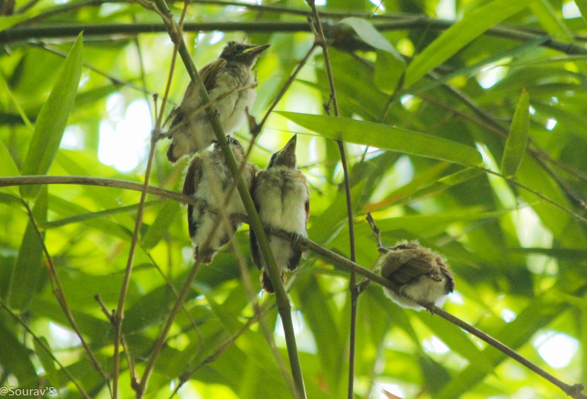 Indian Paradise-Flycatcher - ML100964131