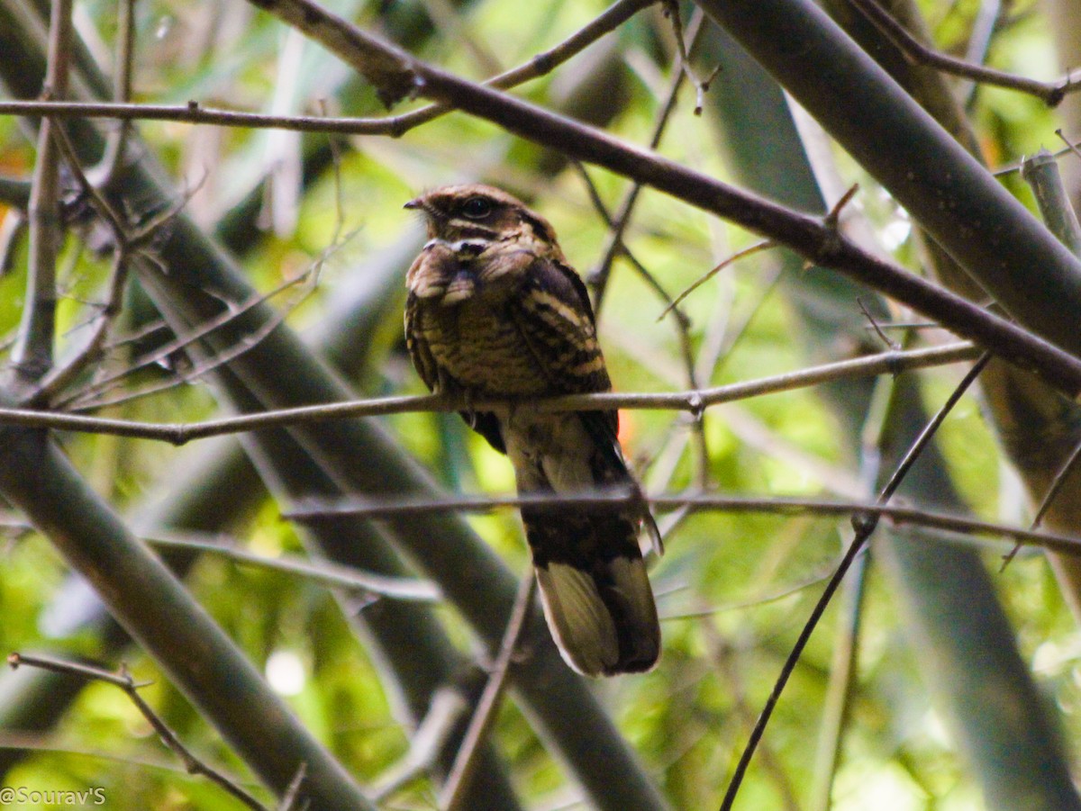 Large-tailed Nightjar - ML100964451