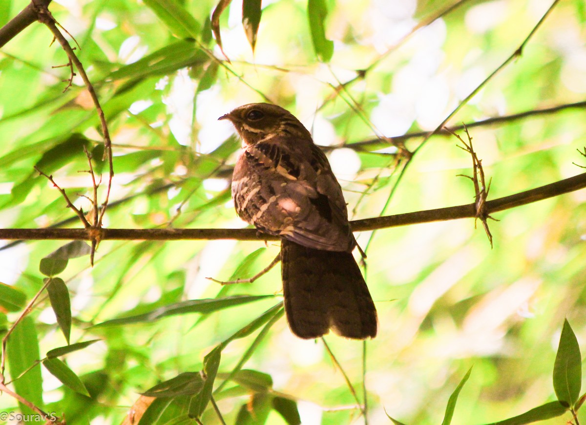 Large-tailed Nightjar - ML100964481