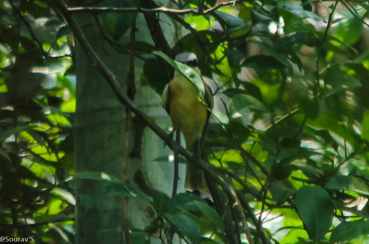 дунхай - ML100964971