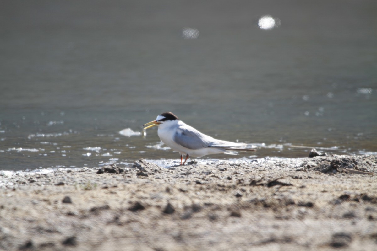 Saunders's Tern - ML100965991