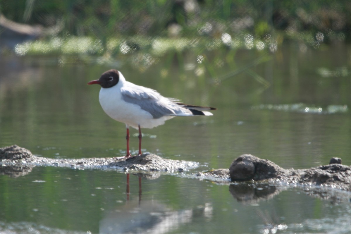 Black-headed Gull - Javan Rasnake