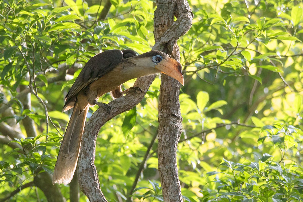 Brown Hornbill - Ayuwat Jearwattanakanok