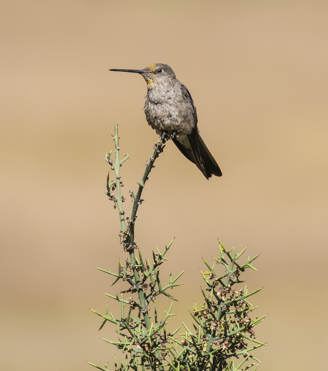 Giant Hummingbird - Mouser Williams