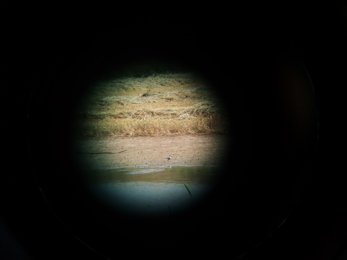 Black-bellied Plover - ML100972341