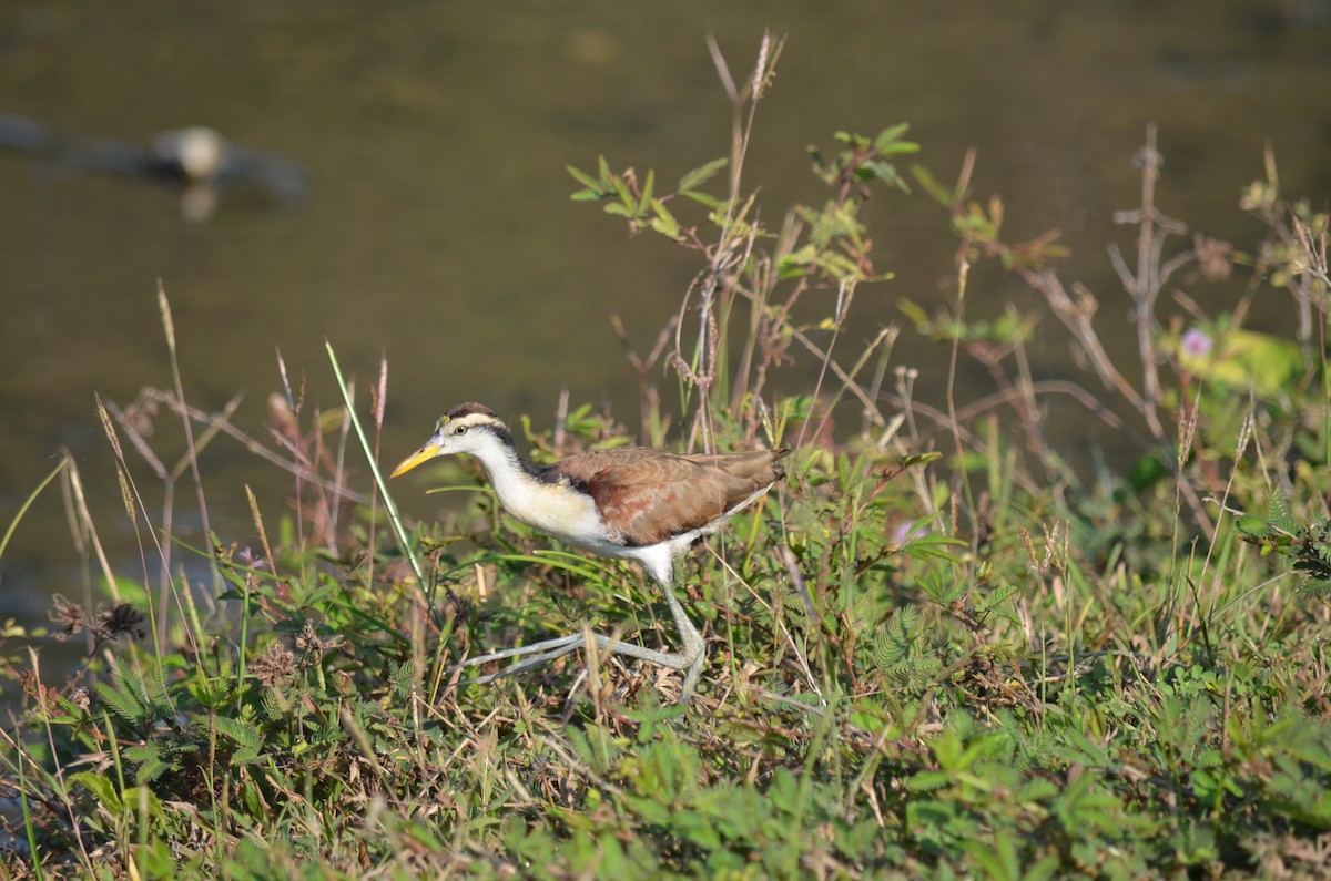 Northern Jacana - ML100972351