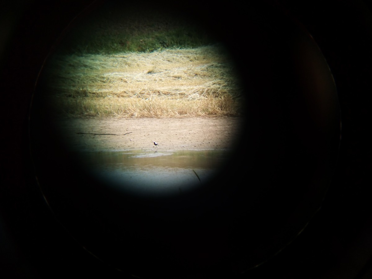 Black-bellied Plover - ML100972521