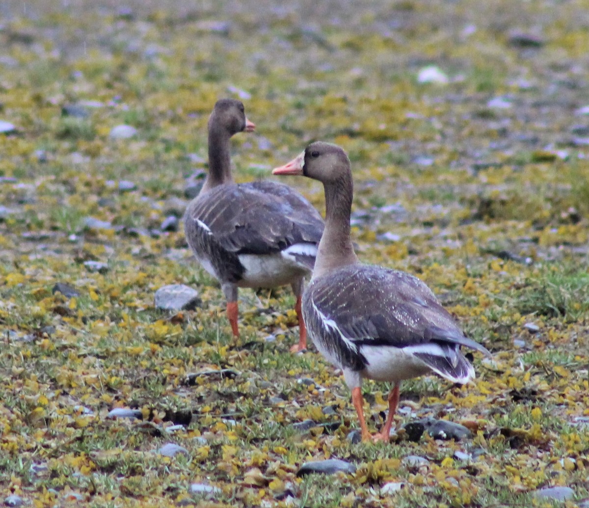 Greater White-fronted Goose - ML100972811