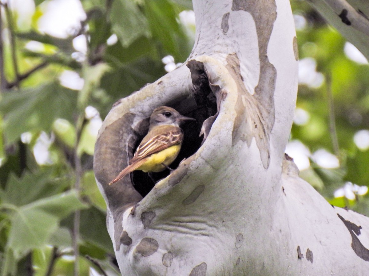 Great Crested Flycatcher - ML100973481