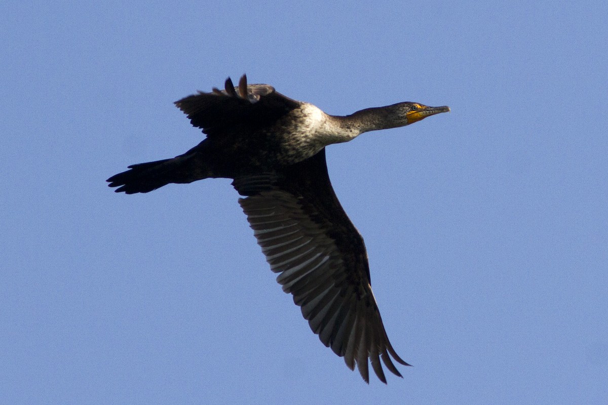 Double-crested Cormorant - ML100973531