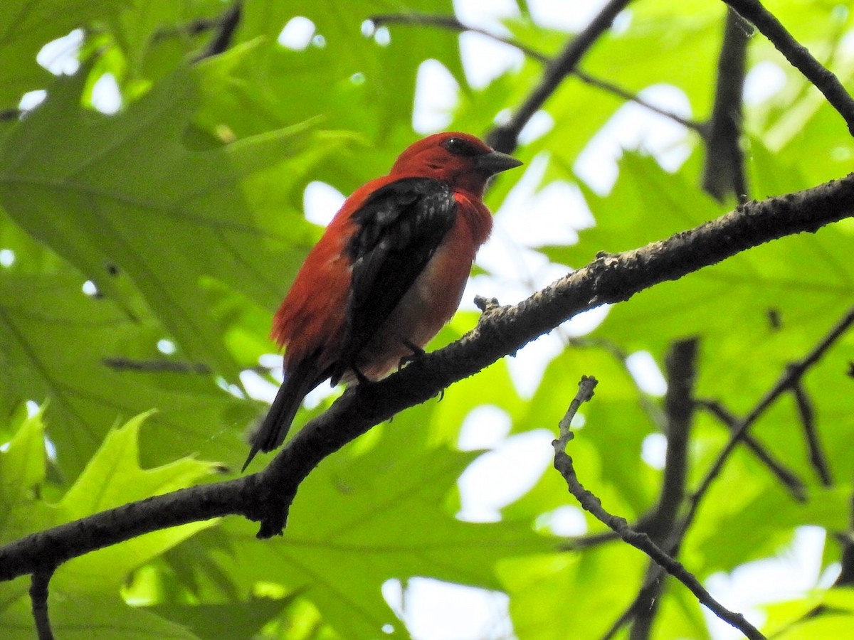 Piranga Escarlata - ML100973601