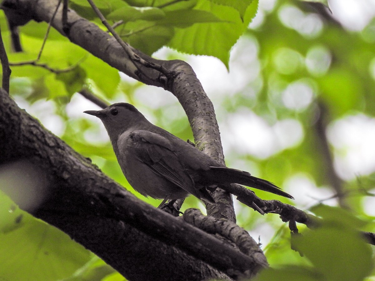 Gray Catbird - ML100973661