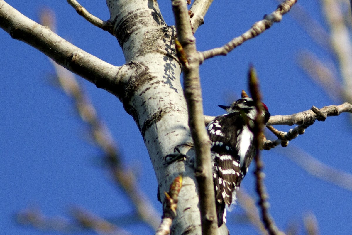 Yumuşak Tüylü Ağaçkakan (pubescens/medianus) - ML100973701