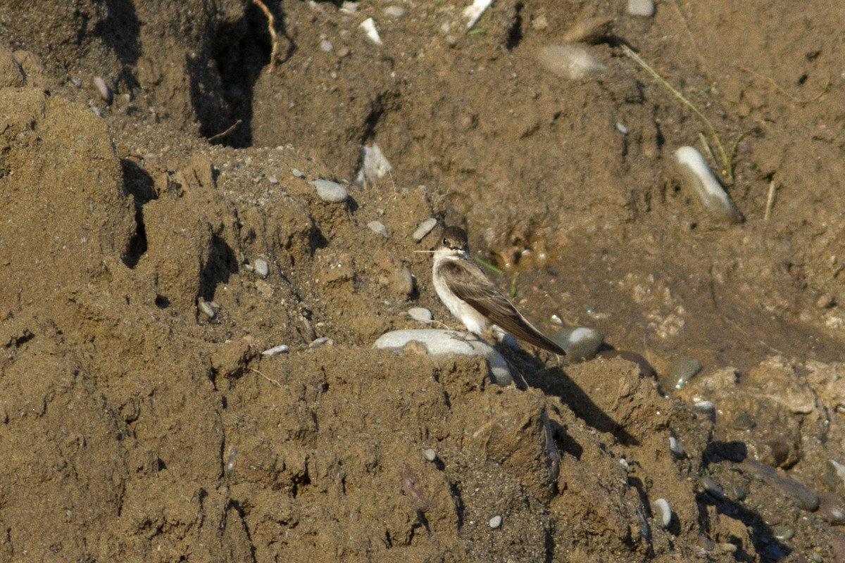 Hirondelle à ailes hérissées - ML100974531