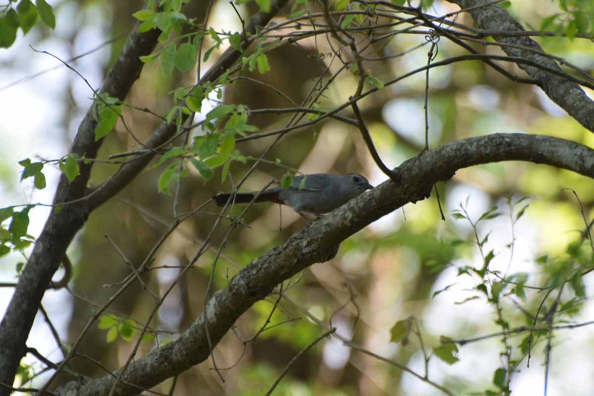 Gray Catbird - ML100976211