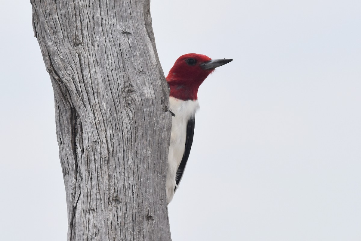 Red-headed Woodpecker - ML100982481