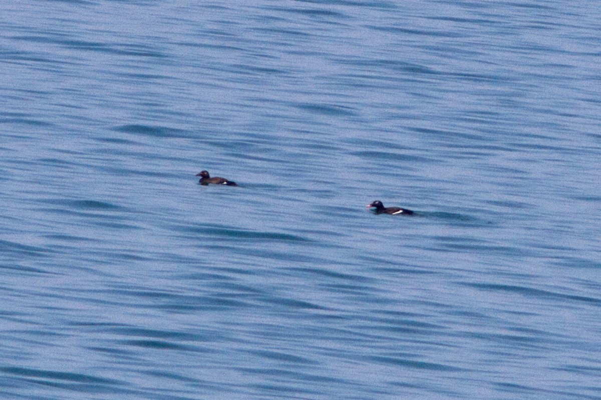 White-winged Scoter - ML100983111