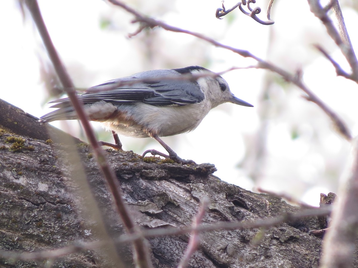 White-breasted Nuthatch - ML100984221