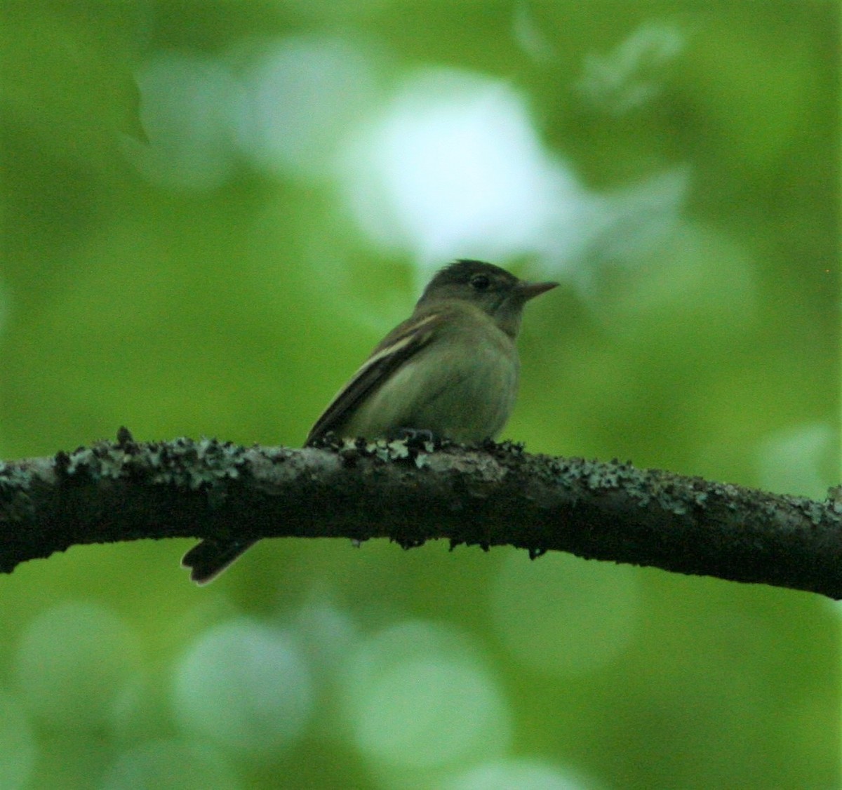 Acadian Flycatcher - ML100985121