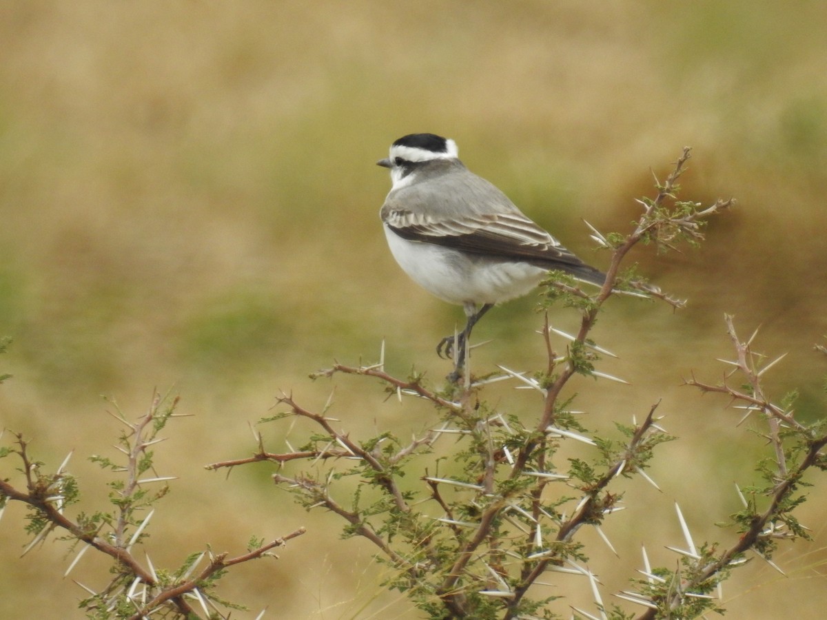 Black-crowned Monjita - ML100986611