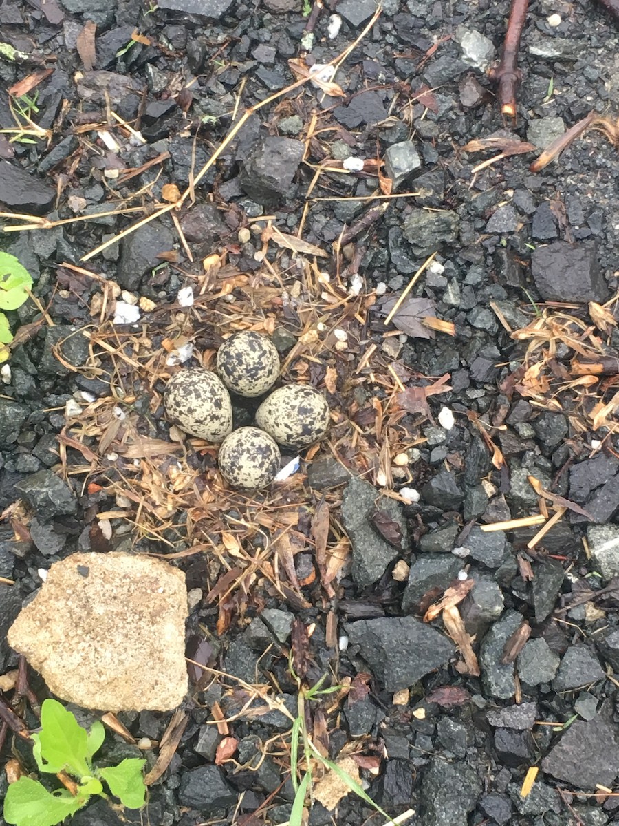 Killdeer - ML100987511