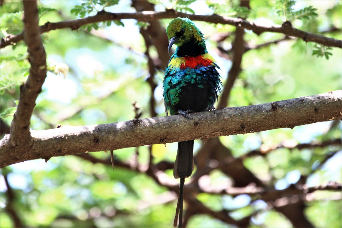 Beautiful Sunbird - ML100988901