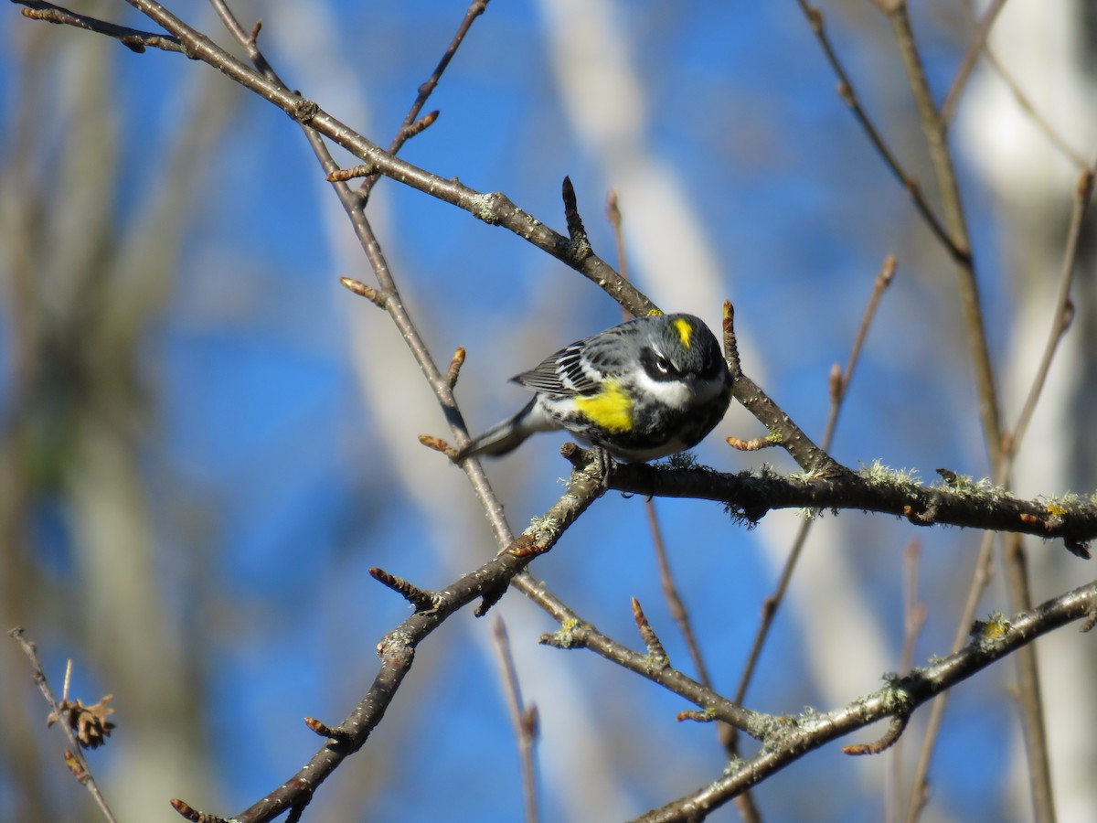 Yellow-rumped Warbler - Michel Turcot