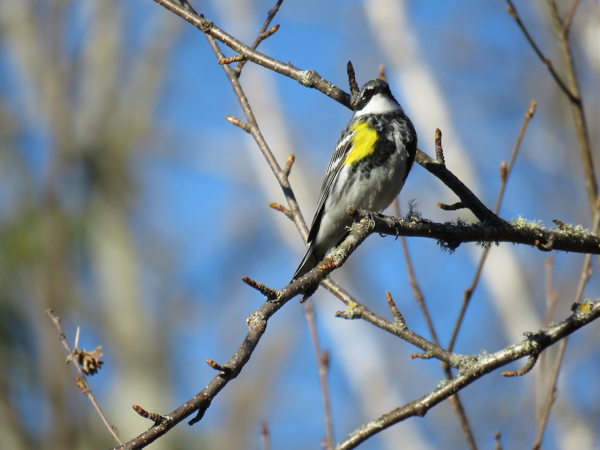Yellow-rumped Warbler - Michel Turcot