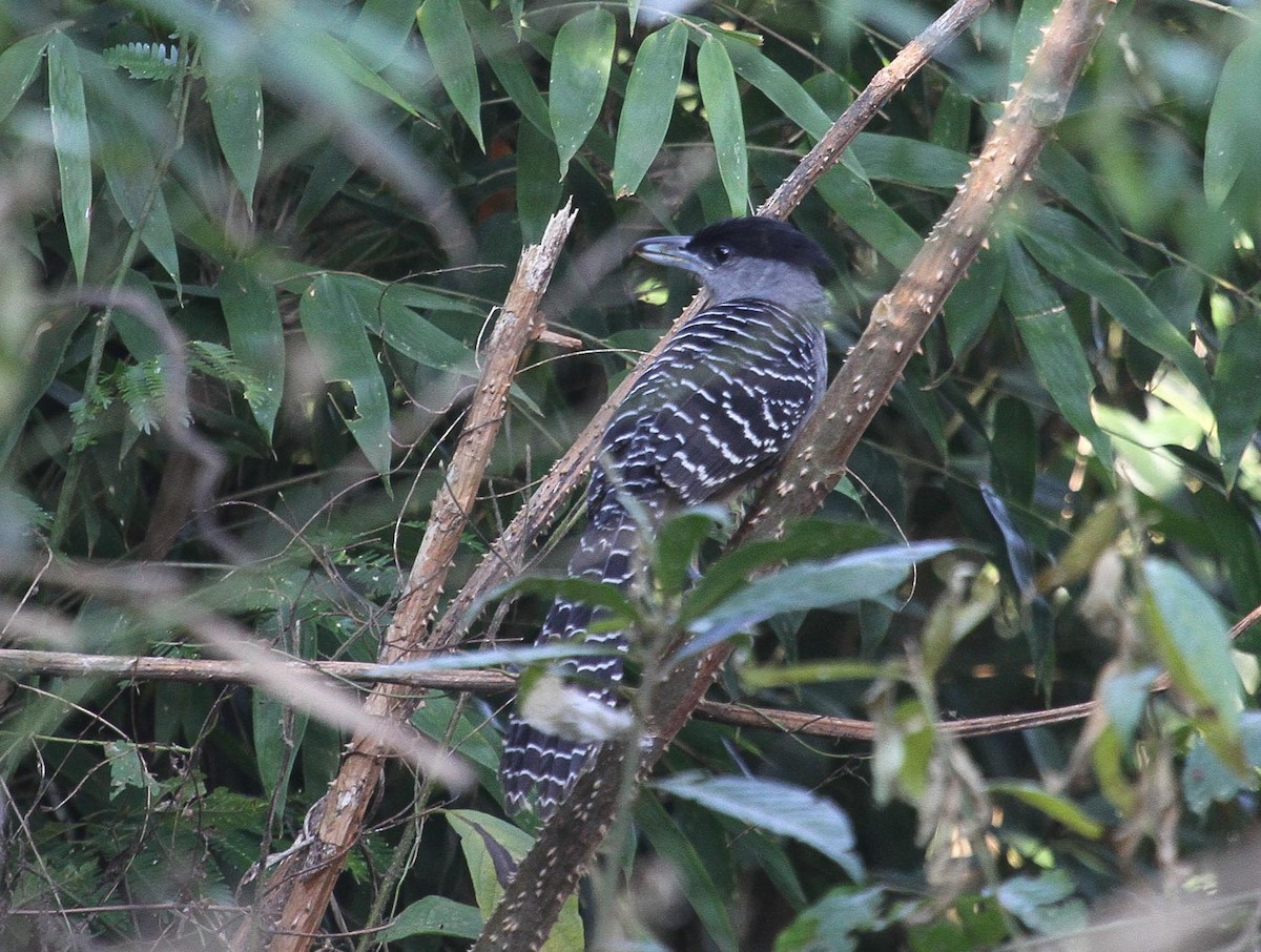 Giant Antshrike - ML100995101