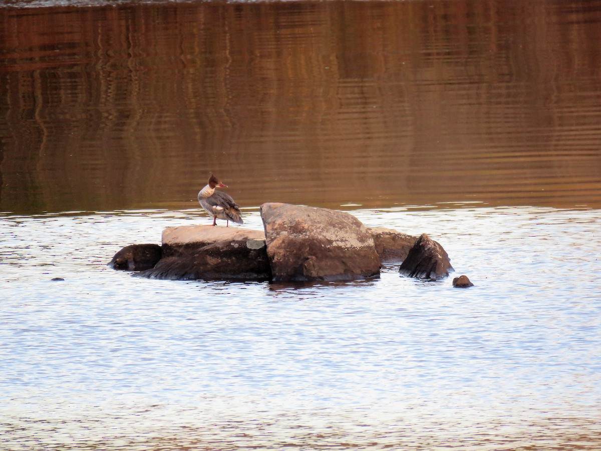 Common Merganser - ML100995931