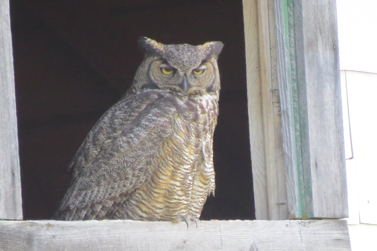 Great Horned Owl - ML100997261