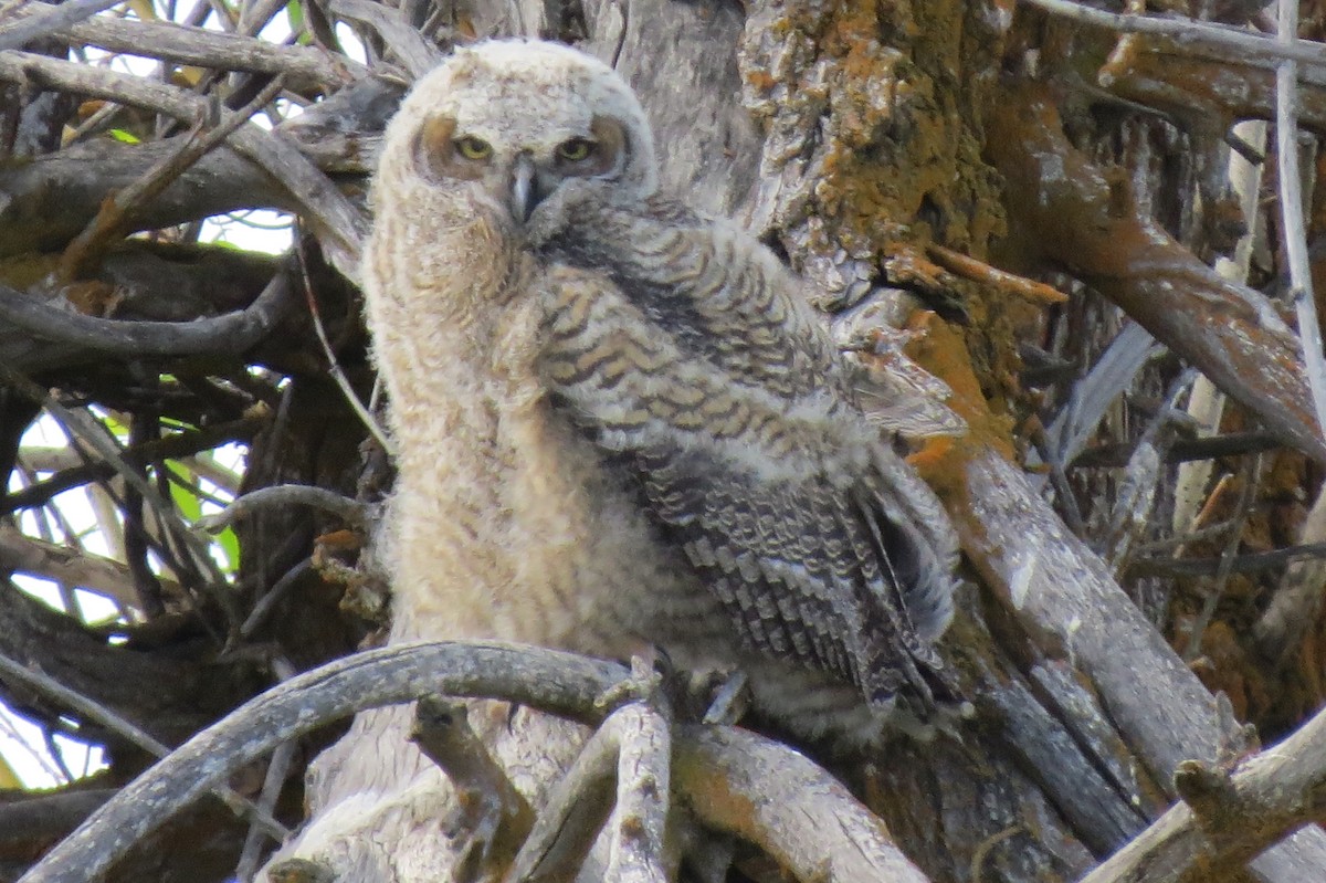 Great Horned Owl - ML100997271